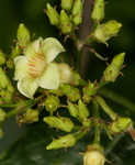 Climbing dogbane